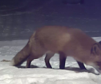 Räv fotad med rörelseaktiverad webbkamera 